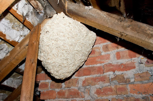 Wasp Exterminator Chelmsford – Effective Wasp Nest Removal Services