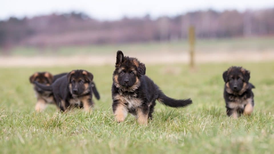 Why Buying Pure Bred German Shepherd Puppies Is a Smart Choice for Families
