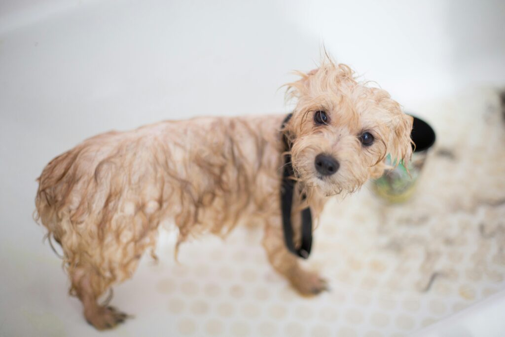 How to Scale Your Pet Grooming Business Without Sacrificing Quality